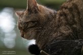 GBHW01222139 Schotse wilde kat / Felis silvestris grampia