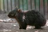 HPB01142018 Tasmaanse wombat / Vombatus ursinus tasmaniensis