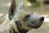 HPB01142077 gestreepte hyena / Hyaena hyaena