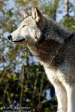 IED01101781 wolf / Canis lupus