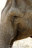 IED01101813 Aziatische olifant / Elephas maximus