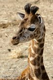 IED01101837 Rothschildgiraffe / Giraffa camelopardalis rothschildi