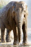 IED01101916 Aziatische olifant / Elephas maximus