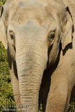 IED01101935 Aziatische olifant / Elephas maximus