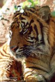 IBR01161142 Sumatraanse tijger / Panthera tigris sumatrae