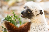 Lemur Park 2016