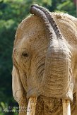 CHB01135917 Zuid-Afrikaanse olifant / Loxodonta africana africana