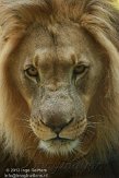 CHB01135979 Kalahari leeuw / Panthera leo vernayi