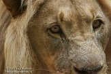 CHB01136003 Kalahari leeuw / Panthera leo vernayi