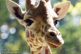 CHB01136021 kordofangiraf / Giraffa camelopardalis antiquorum