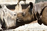 CHB01136062 Indische neushoorn / Rhinoceros unicornis