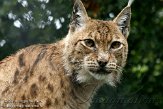CHG01108255 Karpatische lynx / Lynx lynx carpathicus