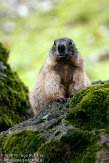 CHG01108332 alpenmarmot / Marmota marmota