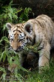 NDA01088971 Siberische tijger / Panthera tigris altaica