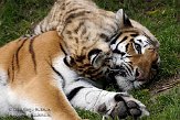 NDA01088980 Siberische tijger / Panthera tigris altaica