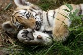 NDA01089001 Siberische tijger / Panthera tigris altaica