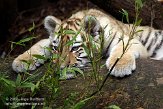 NDA01089044 Siberische tijger / Panthera tigris altaica