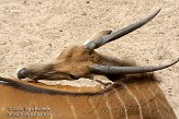 NDA01089067 elandantilope / Taurotragus oryx