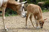 NDA01089116 algazel / Oryx dammah