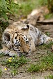 NDA01089143 Siberische tijger / Panthera tigris altaica
