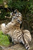 NDA01089166 Siberische tijger / Panthera tigris altaica