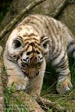 NDA01089191 Siberische tijger / Panthera tigris altaica