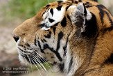 NDA01089194 Siberische tijger / Panthera tigris altaica