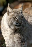 NDA01103028 Euraziatische lynx / Lynx lynx