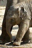 NDA01103050 Aziatische olifant / Elephas maximus