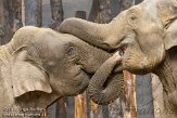 NDA01103110 Aziatische olifant / Elephas maximus