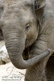 NDA01118217 Aziatische olifant / Elephas maximus