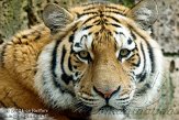 NDA01122063 Siberische tijger / Panthera tigris altaica