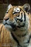 NDA01122097 Siberische tijger / Panthera tigris altaica