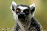 NAP0208B969 ringstaartmaki / Lemur catta