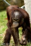 NAP0208B982 Borneo orang-oetan / Pongo pygmaeus