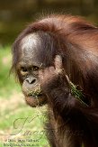 NAP0208B983 Borneo orang-oetan / Pongo pygmaeus