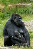 NAP01093172 westelijke laaglandgorilla / Gorilla gorilla gorilla