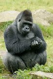 NAP01093176 westelijke laaglandgorilla / Gorilla gorilla gorilla
