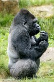 NAP01093186 westelijke laaglandgorilla / Gorilla gorilla gorilla