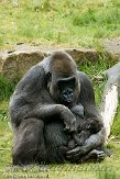 NAP01093212 westelijke laaglandgorilla / Gorilla gorilla gorilla