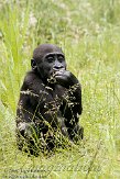 NAP03096725 westelijke laaglandgorilla / Gorilla gorilla gorilla