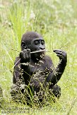 NAP03096731 westelijke laaglandgorilla / Gorilla gorilla gorilla