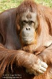 NAP01102450 Borneo orang-oetan / Pongo pygmaeus