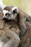 NAP02103215 ringstaartmaki / Lemur catta