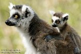 NAP02103219 ringstaartmaki / Lemur catta
