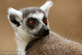 NAP01121725 ringstaartmaki / Lemur catta