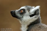 NAP01121727 ringstaartmaki / Lemur catta