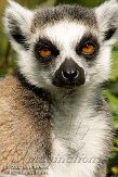 NAZ0108B444 ringstaartmaki / Lemur catta