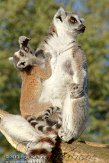 NAZ0110A802 ringstaartmaki / Lemur catta