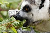 NAF01117944 ringstaartmaki - lemur catta